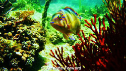 You lookin' at me!! I was chasing a stingray and turned t... by Amanda Forward 